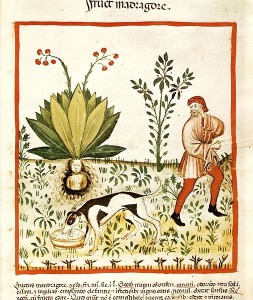 Un metodo di raccolta della mandragola da un'immagine medievale. La mandragola venne utilizzata in gran quantità dai romani in chirurgia