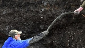 L'osso di mammut recentemente trovato nel Michigan (USA)