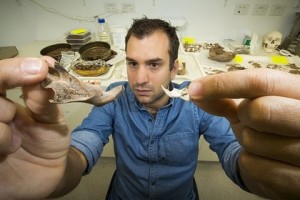 Un ricercatore mostra alcune delle ossa fossili dei ratti giganti trovati a Timor Est