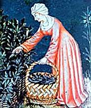 Una donna nel Medioevo raccoglie erbe officinali