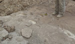 Le impronte di Homo erectus scoperte di recente in Eritrea