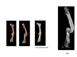 Alcune delle ossa degli scheletri di antichi romani analizzate. Non erano pochi i malanni di cui i Romani dell'epoca soffrivano