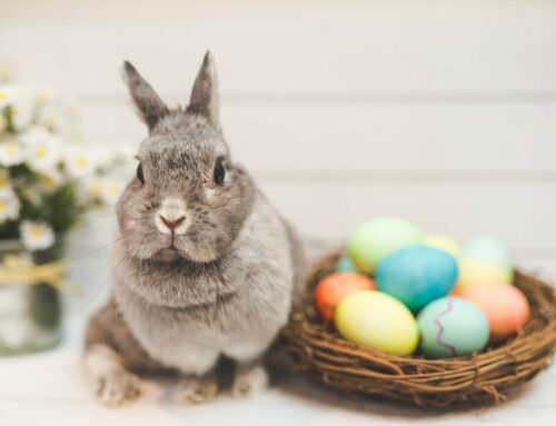 Perché il Coniglio è un Simbolo della Pasqua? Le Motivazioni Storiche